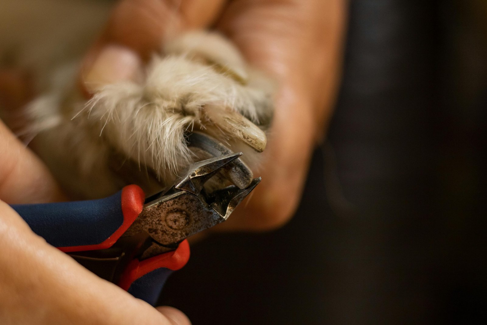 Nosotros Detailed close-up of a dog's nail being trimmed with clippers.