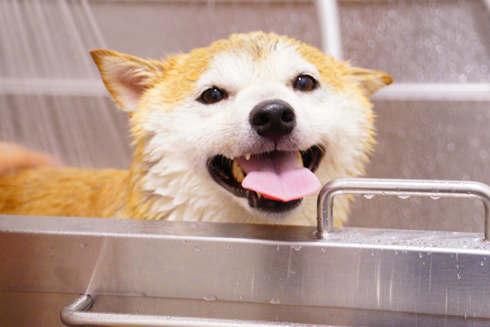 Nosotros Close-up of a joyful Shiba Inu dog taking a bath with its tongue out. Perfect pet care moment.