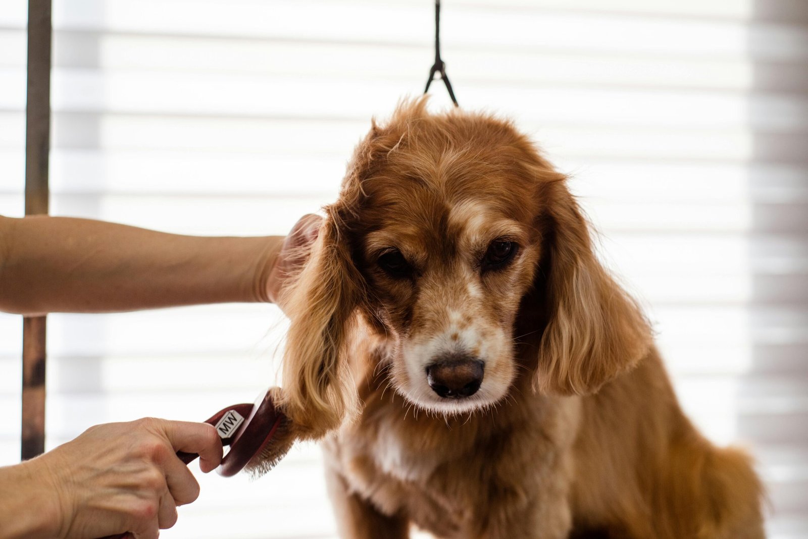 Nosotros A Cocker Spaniel dog being groomed indoors by a professional groomer.