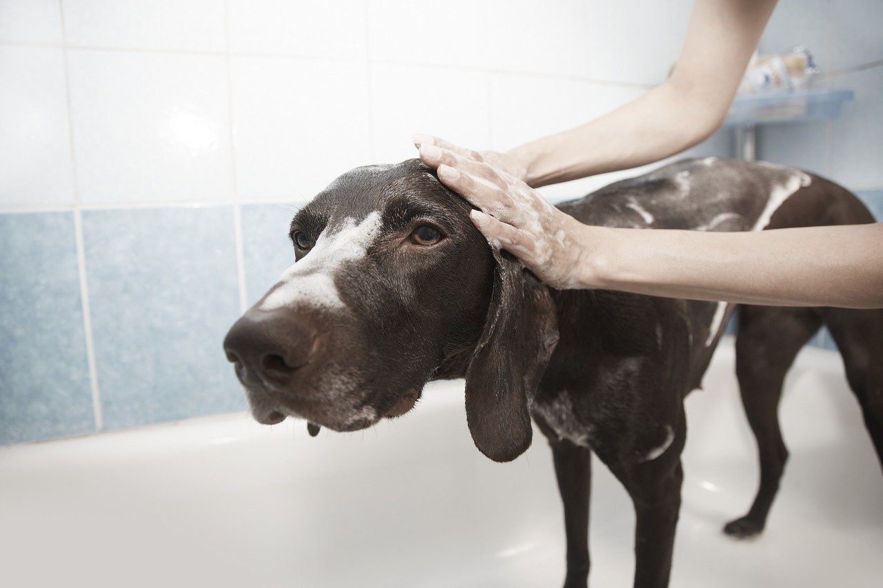 Nosotros dog, shower, pet, animal, grooming, clean, bath, dog bath
