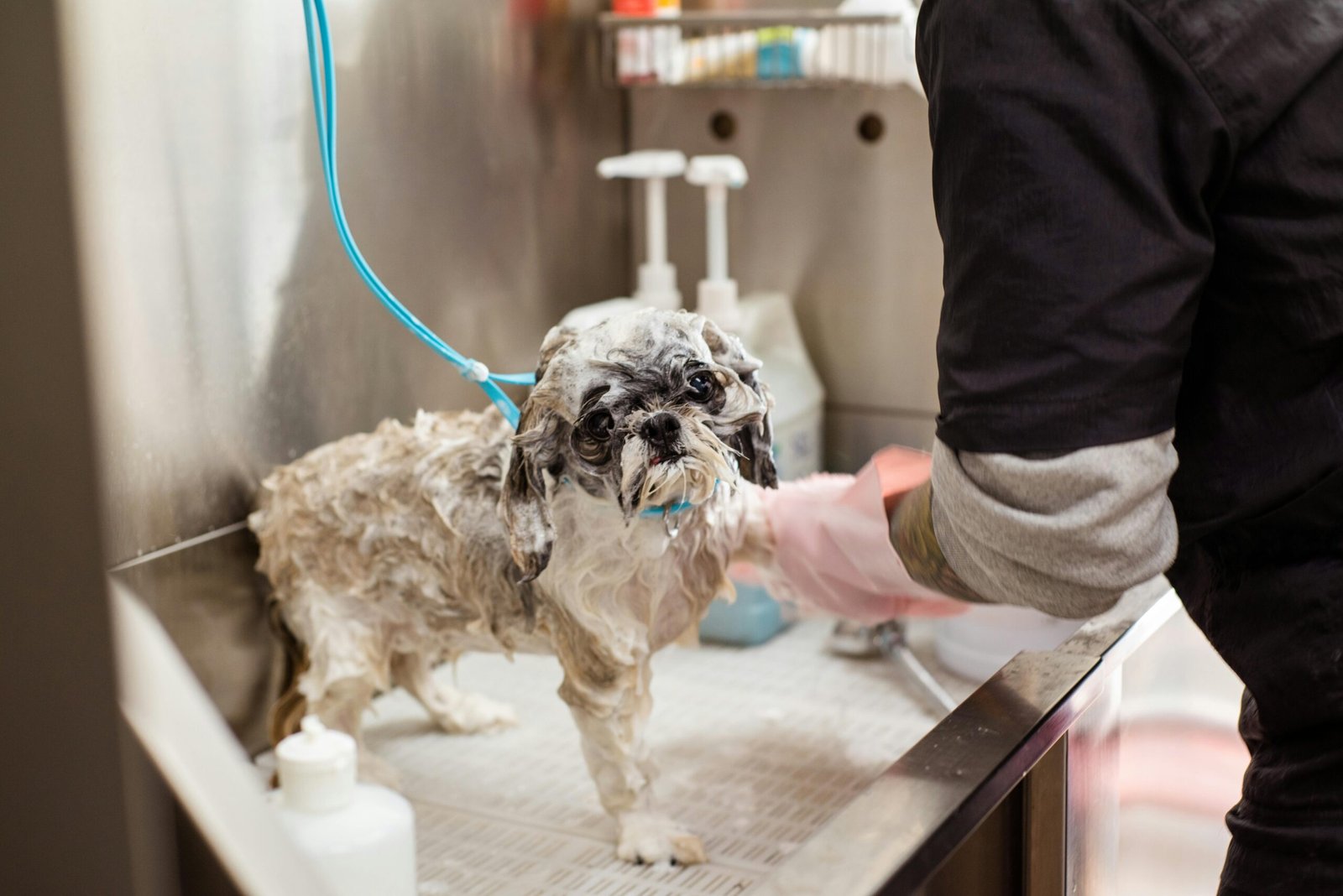 Nosotros A wet Shih Tzu dog getting washed at a pet grooming station indoors with pink gloves.