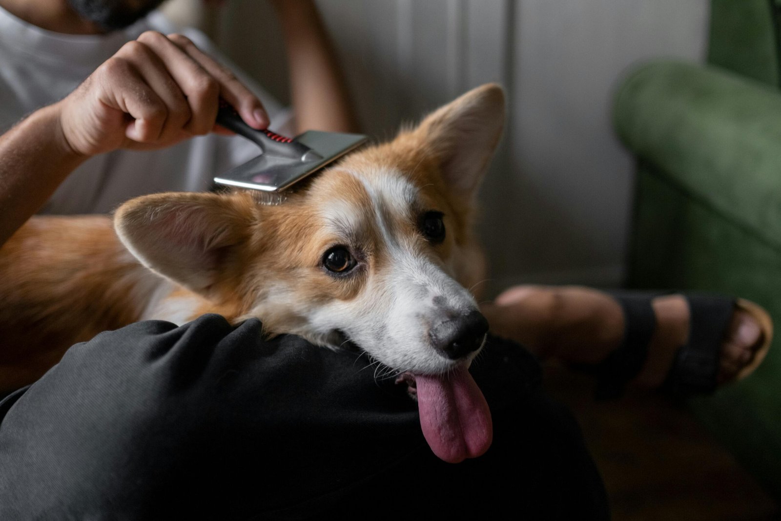 🪮 ¡Menos Pelo en Casa! Deslanado Profesional para Perros de Doble Capa A man gently brushes his corgi indoors, showcasing a calm pet care moment.