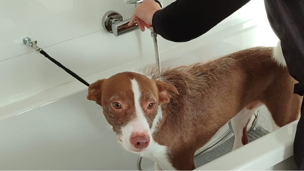 whatsapp image 2025 12 16 at 17.49.42