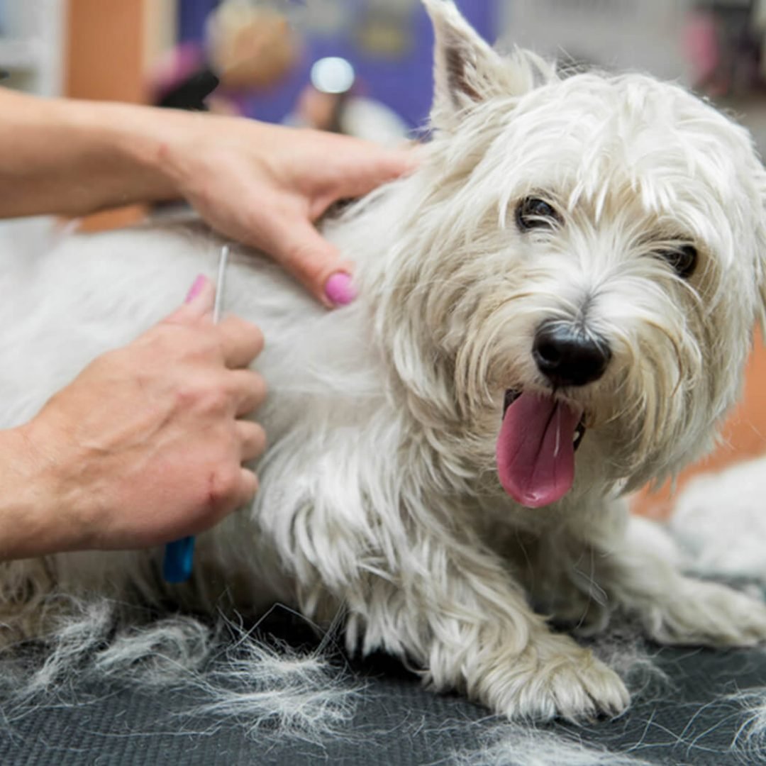 dt cover terhandstrip 1500x1055 1