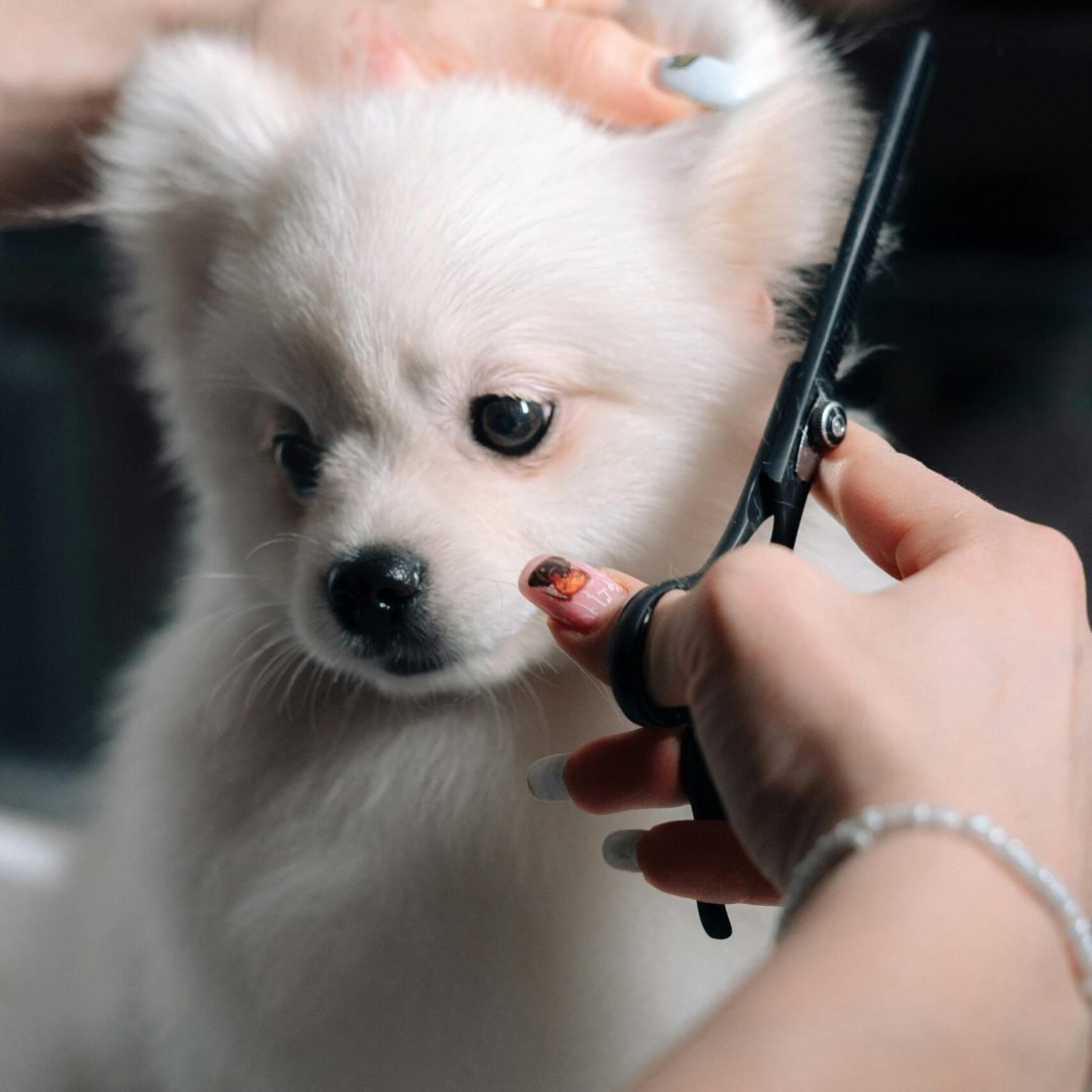 Adorable white puppy gets a haircut during a grooming session. Perfect pet salon image.