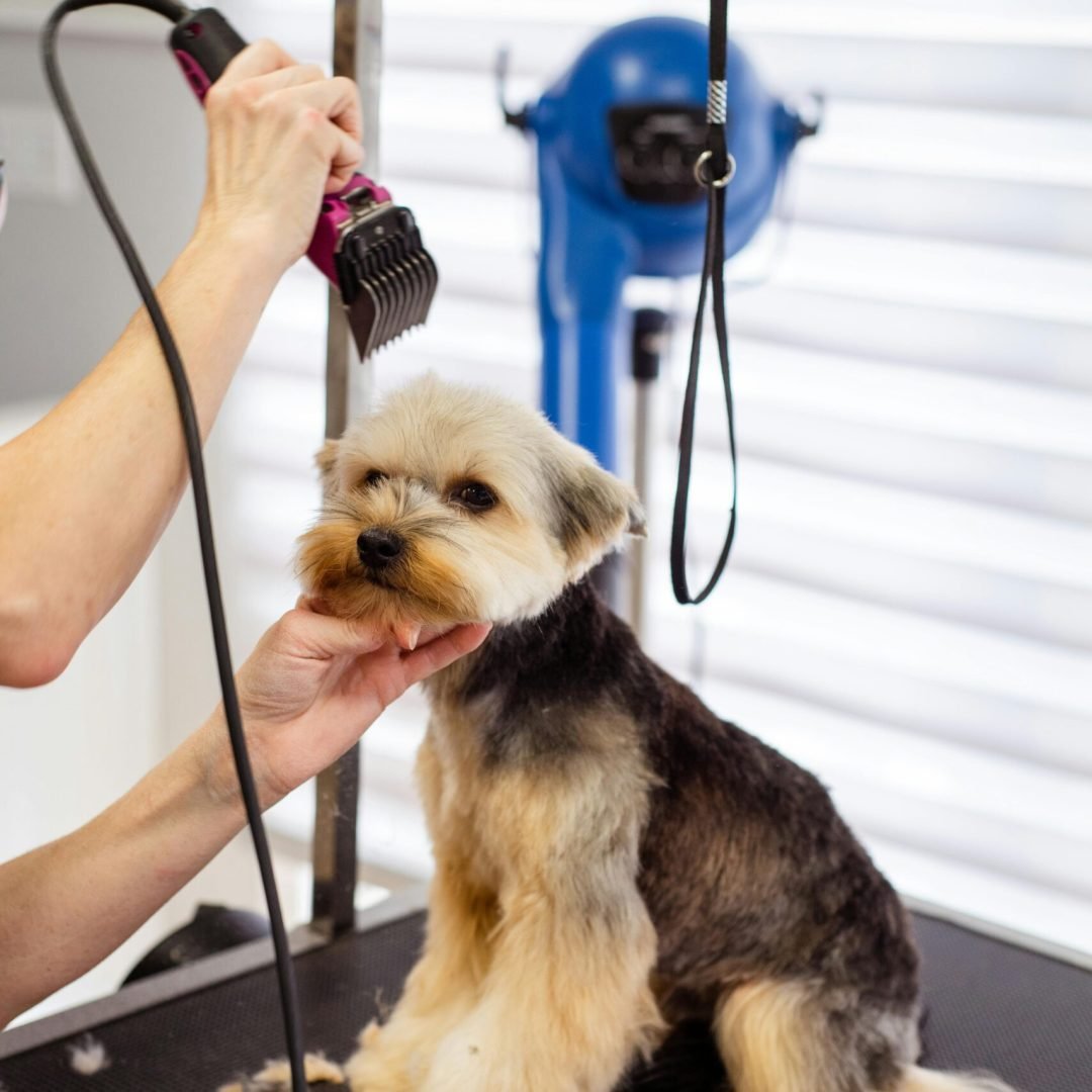 A Yorkshire Terrier receiving a professional grooming session in a pet salon.