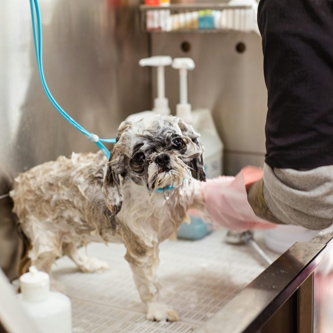 A wet Shih Tzu dog getting washed at a pet grooming station indoors with pink gloves.