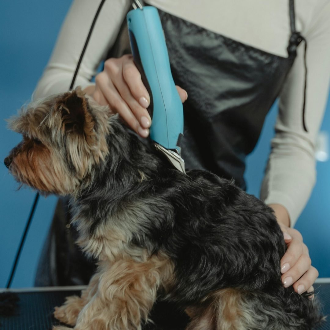 Yorkshire Terrier being professionally groomed with electric clippers by a groomer.
