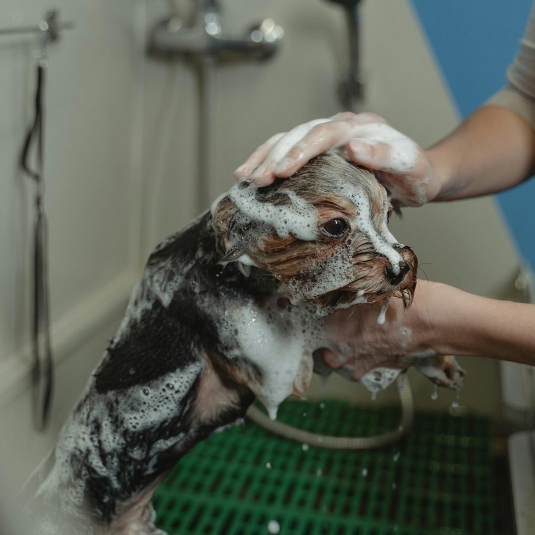 A Yorkshire Terrier being bathed with soap and water, showcasing grooming care in a pet salon.