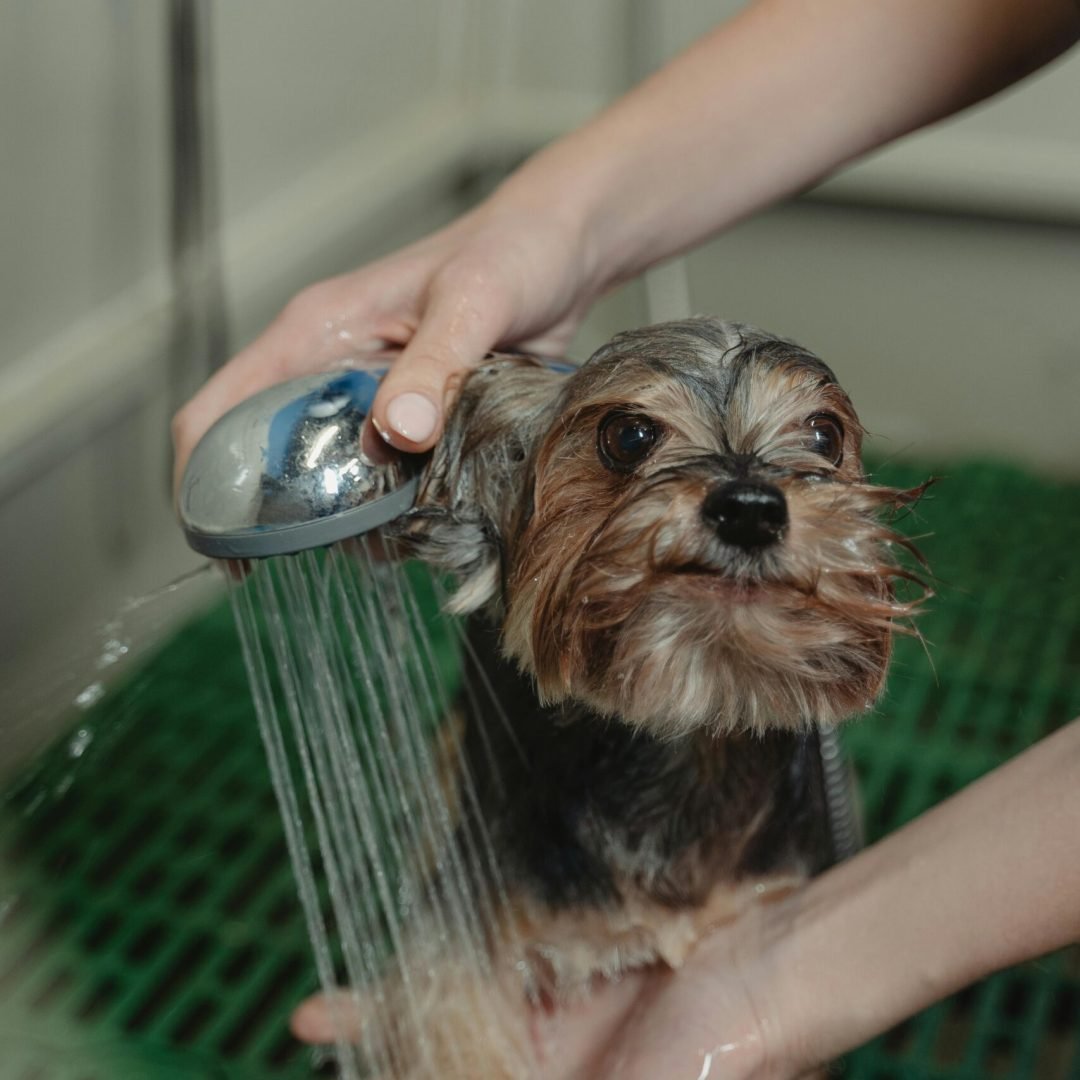 A Yorkshire Terrier being bathed and groomed by a person in a grooming salon.