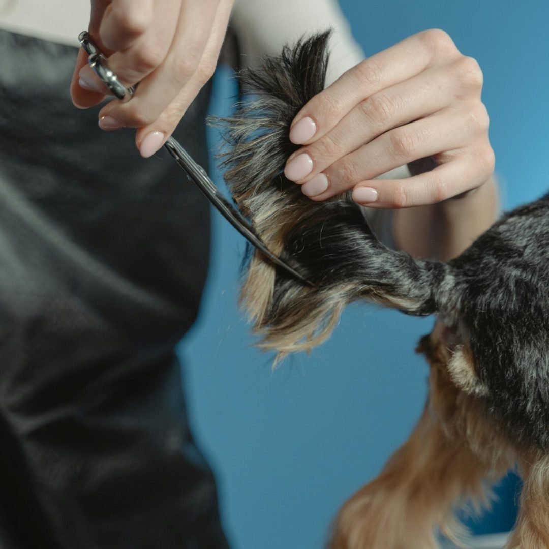 Close-up view of a groomer delicately trimming a dog's tail with scissors.