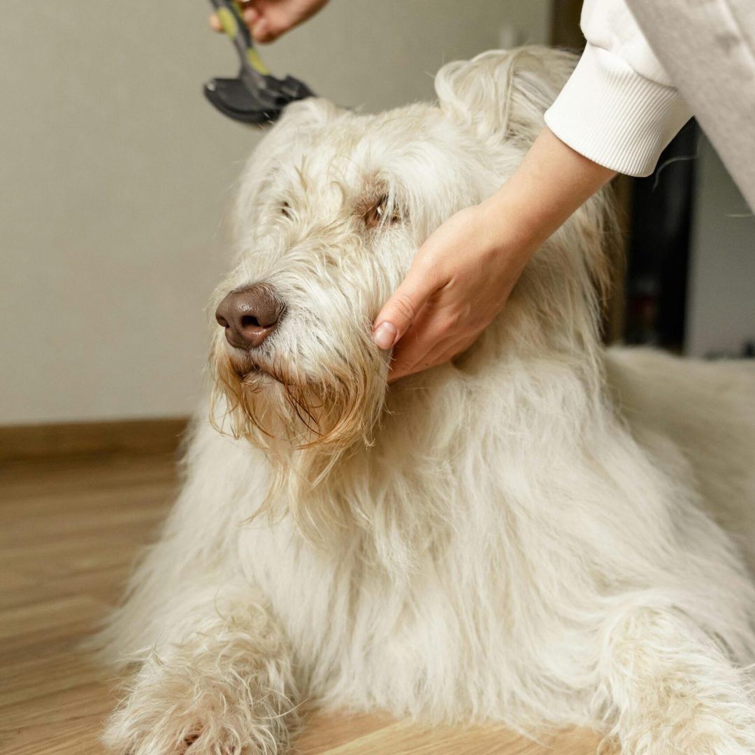 Grooming a calm, fluffy white dog with a brush on a wooden floor indoors.