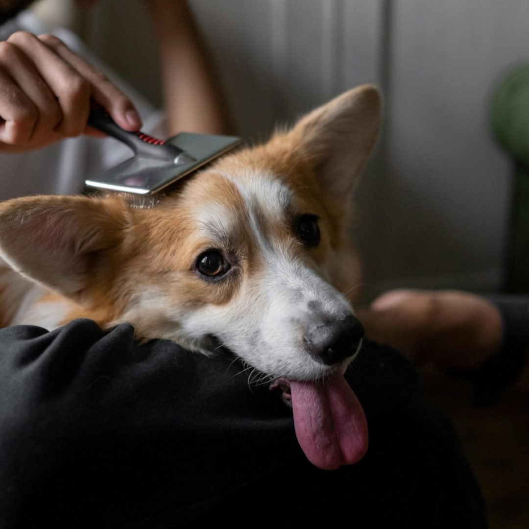 A man gently brushes his corgi indoors, showcasing a calm pet care moment.